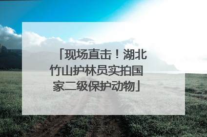 现场直击！湖北竹山护林员实拍国家二级保护动物